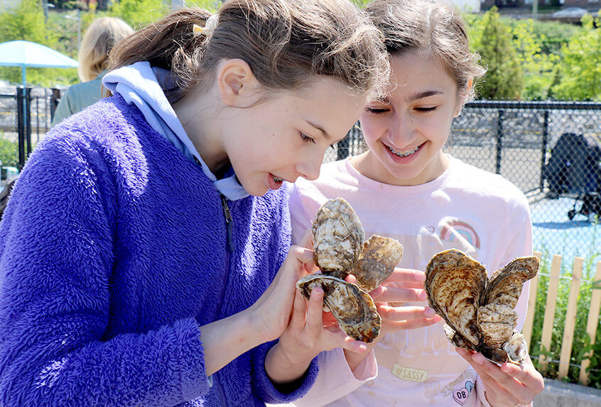 billion oyster project 2 students examining oysters