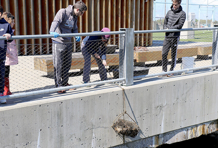 billion oyster project teacher hoisting oyster cage over doc edge