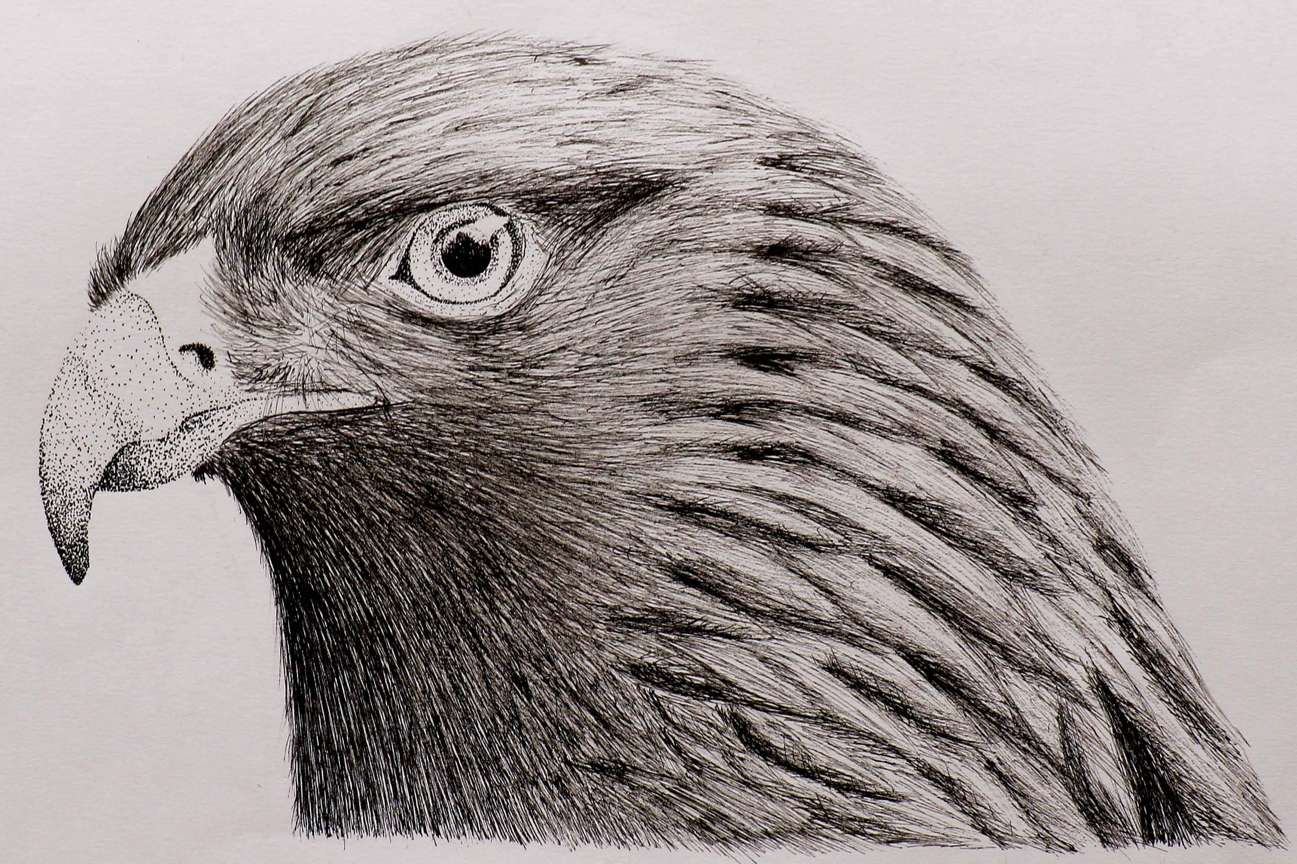 Bird drawing