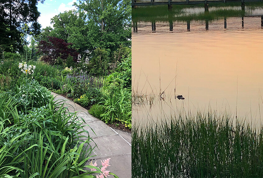 Owen Samra garden path and swamp photos