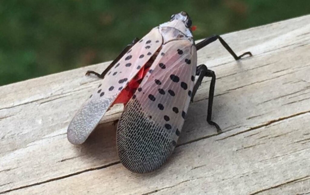 Lantern Fly