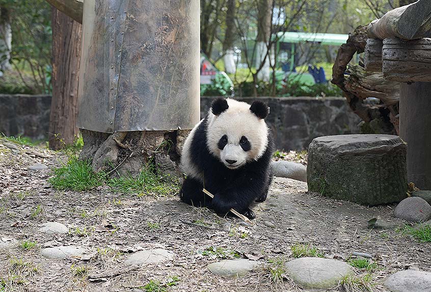 Panda